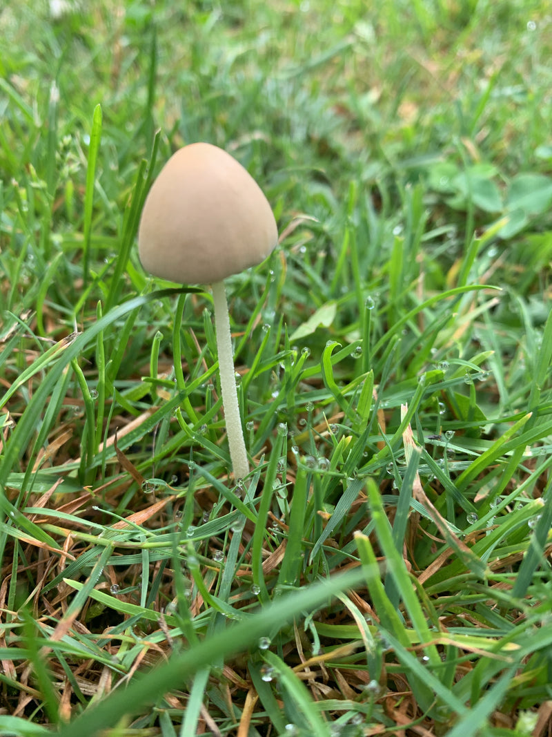 Melkachtige witte hoedpaddestoel — foto 3 van 8