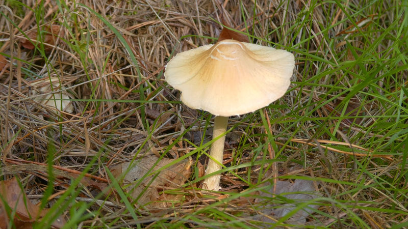 Melkachtige witte hoedpaddestoel — foto 5 van 8