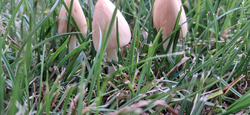 Melkachtige witte hoedpaddestoel — foto 4 van 8