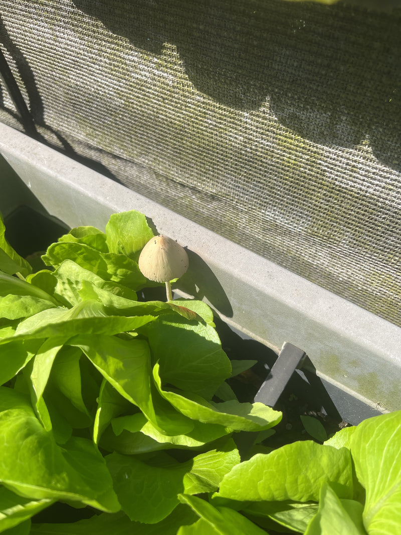 Melkachtige witte hoedpaddestoel — Bild 1