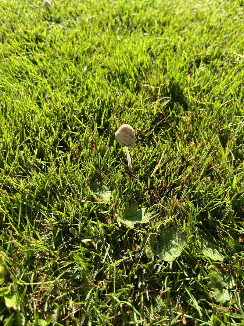 Melkachtige witte hoedpaddestoel — foto 1 van 8
