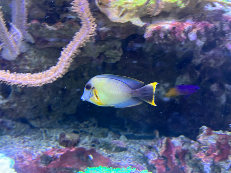 Mimik-Doktorfisch — foto 1 van 1