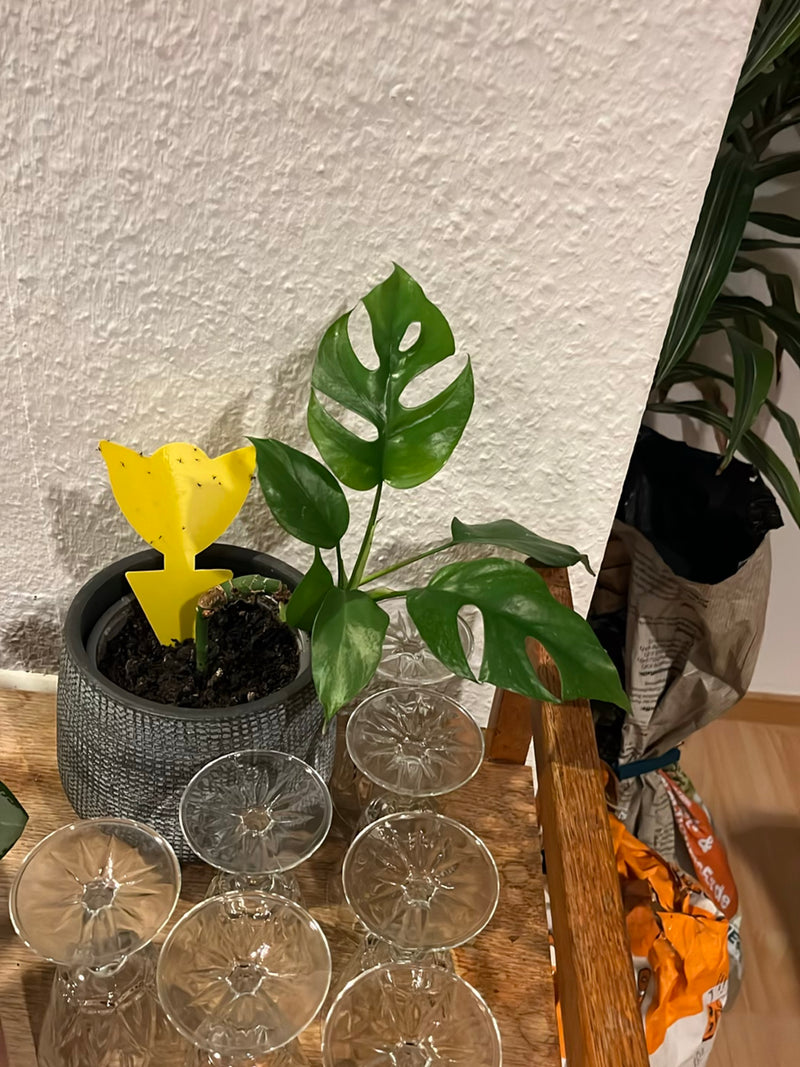 Mini Monstera — Bild 1