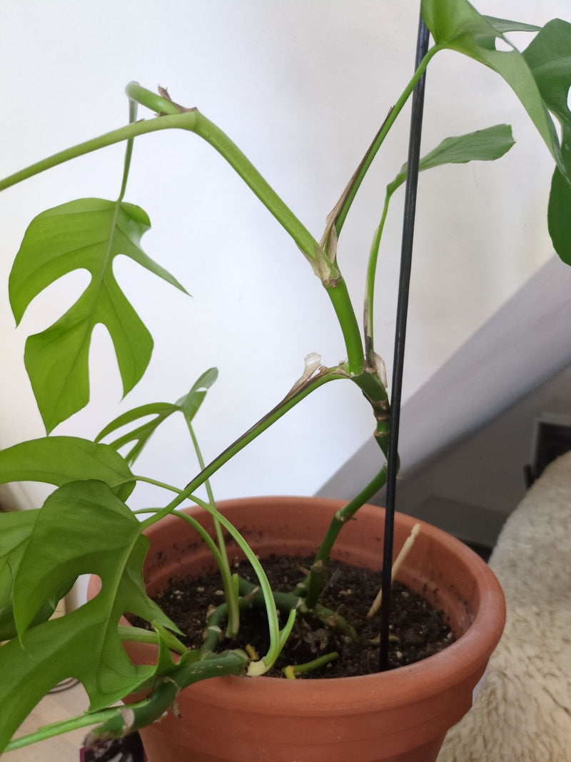 Te zien is een Rhaphidophora tetrasperma met typische ingesneden bladeren in een bloempot. De klimplant groeit binnenshuis tegen een steun.