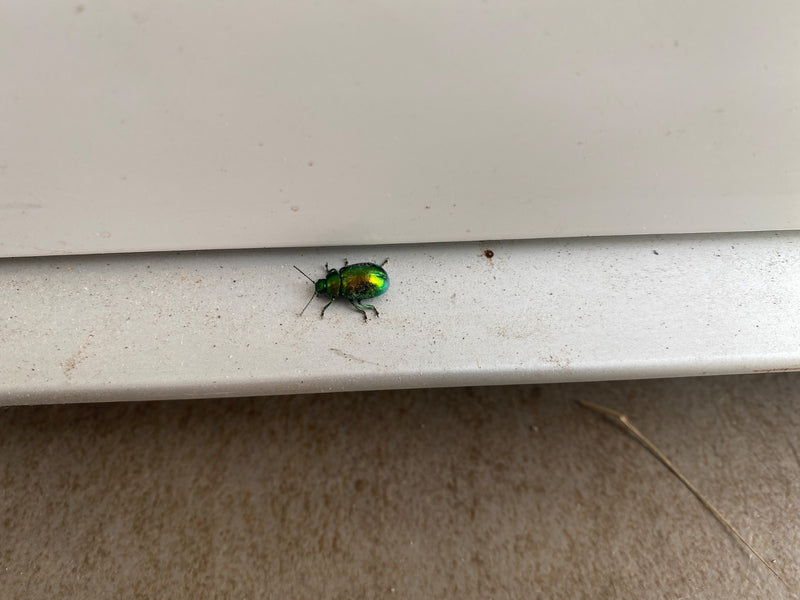 De afbeelding toont een glanzend groen theebladhaantje dat op een helder, horizontaal oppervlak zit.