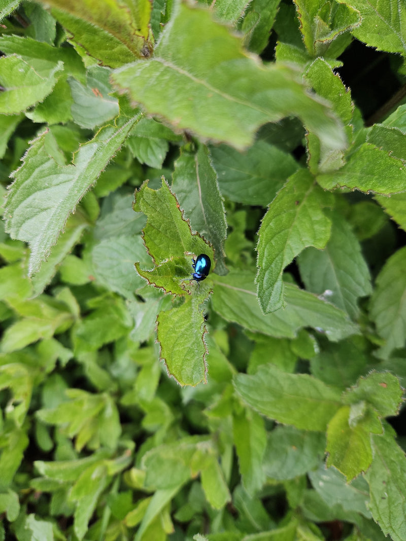 Muntbladkever (larve) — foto 2 van 11