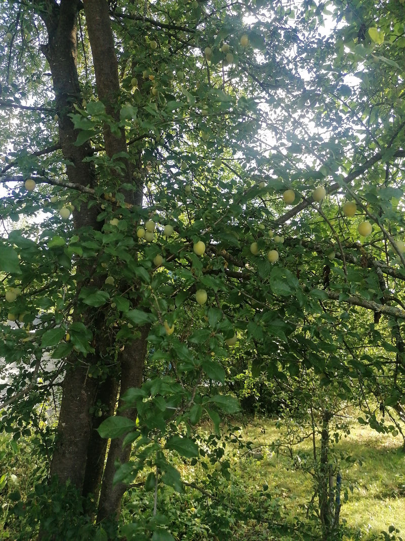 Mirabel — Bild 1