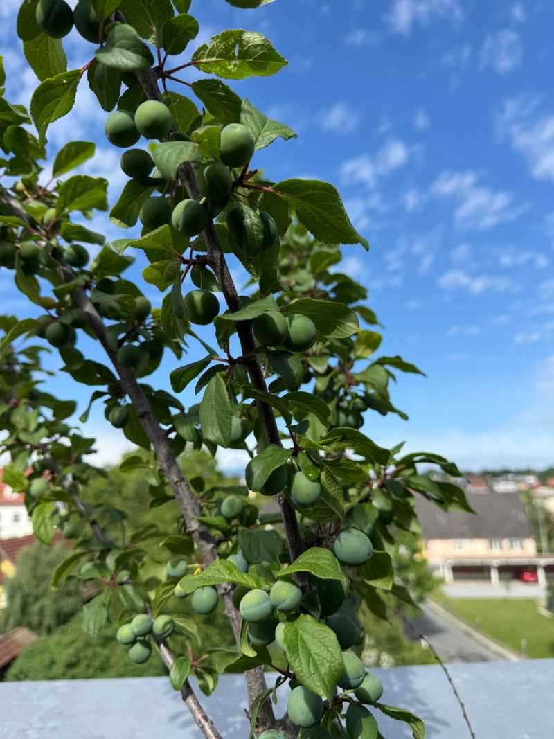 Mirabel boom — Bild 1