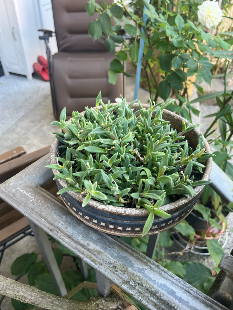 IJs plant — Bild 1