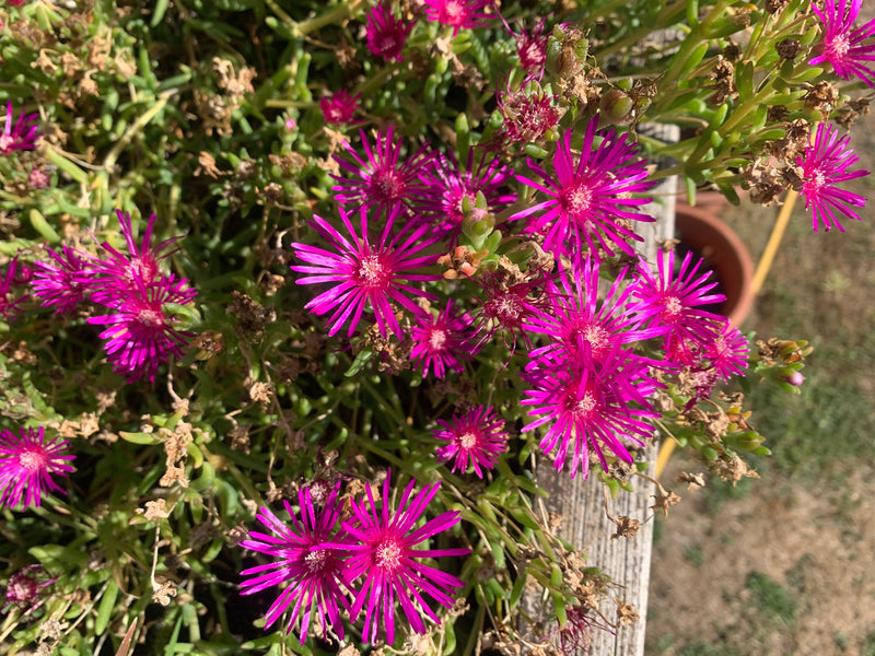 IJs plant — foto 1 van 3