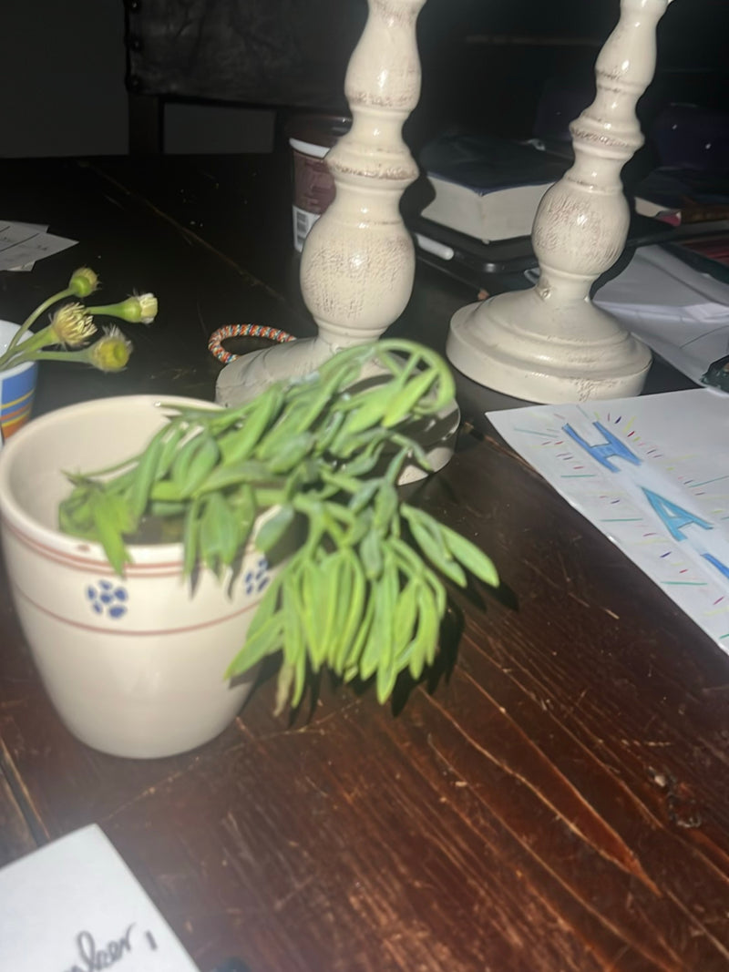 IJs plant — Bild 2