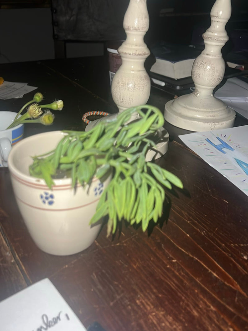 IJs plant — Bild 1