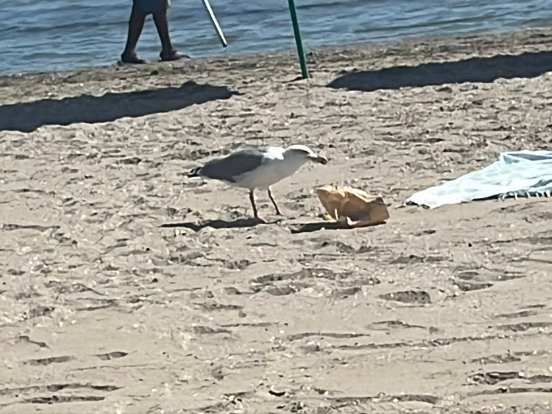 Een geelpootmeeuw staat op een zandstrand en foerajaert bij een papieren zak. Op de achtergrond is water te zien.