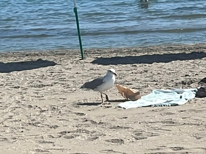 Een geelpootmeeuw loopt over een zandstrand bij het water. De zee is op de achtergrond zichtbaar.