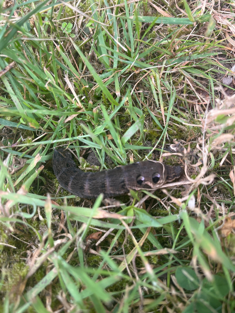 Middelgrote wijnhaviksmot — foto 1 van 21