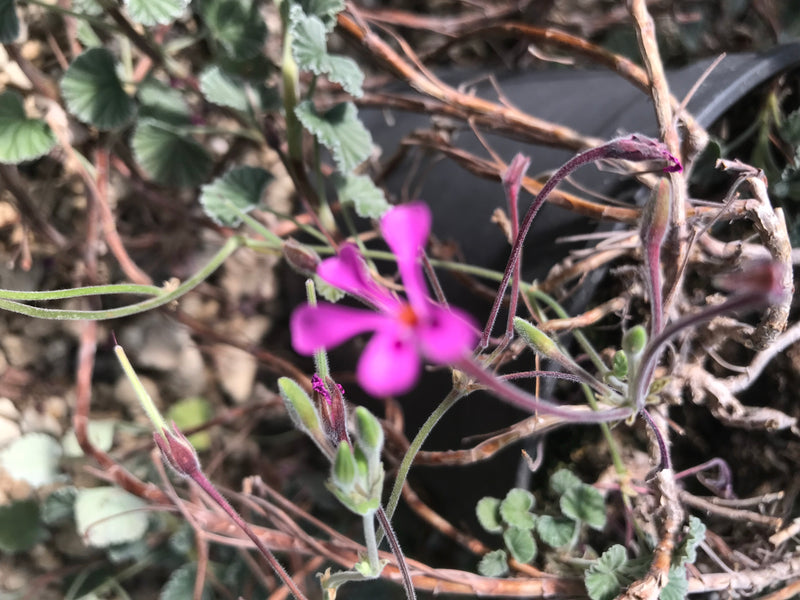Papaverbladige geurende geranium — foto 5 van 18