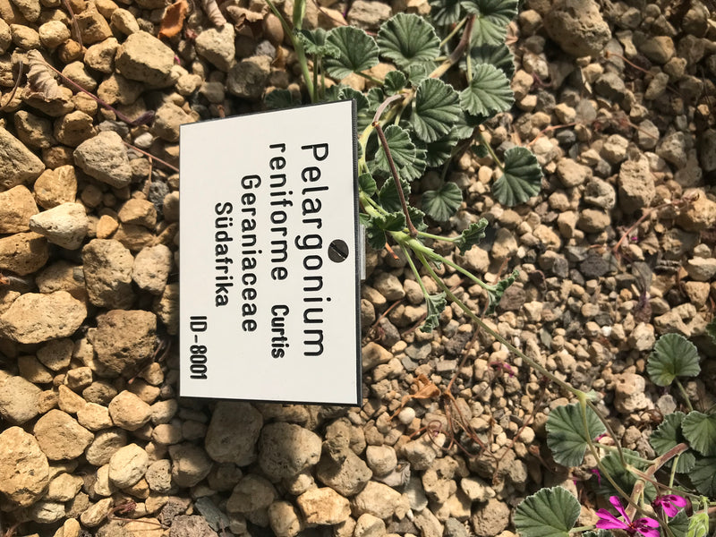 Papaverbladige geurende geranium — foto 2 van 18