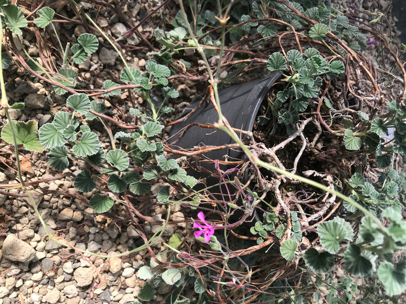Papaverbladige geurende geranium — foto 1 van 18