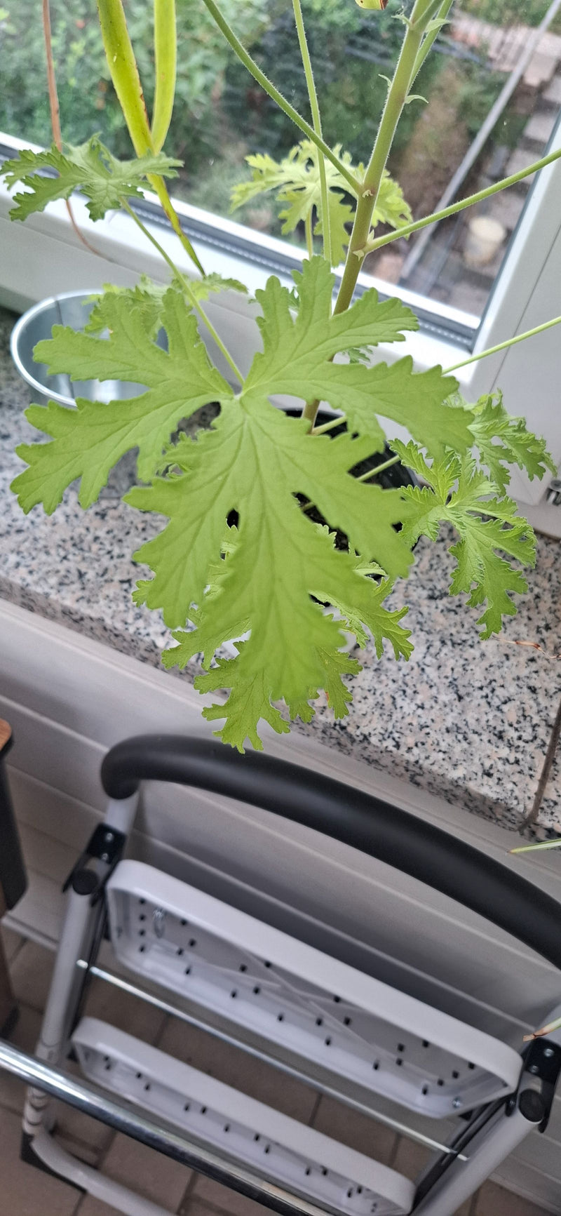 Papaverbladige geurende geranium — foto 3 van 18
