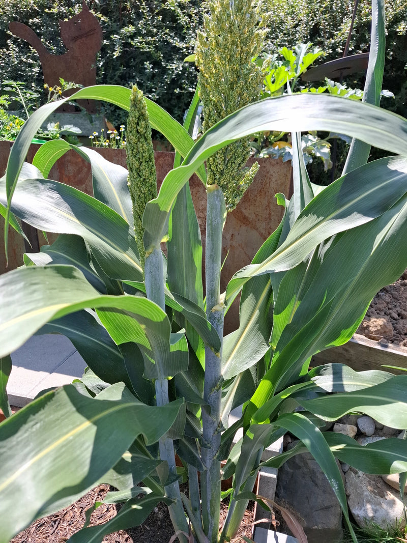 Sorghum — Bild 2