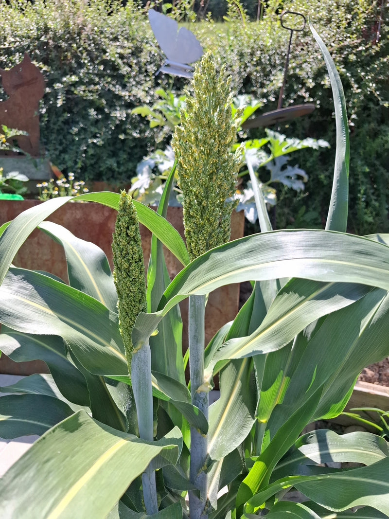 Sorghum — Bild 1