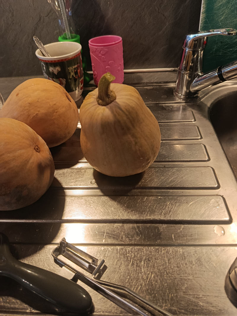 Moschus-Kürbis (Butternut-Kürbis) — foto 1 van 2
