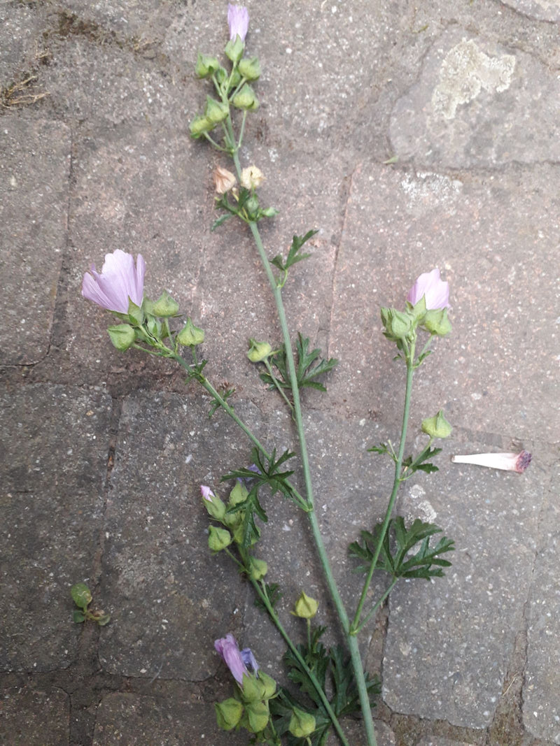 Muskus kaasjeskruid — foto 2 van 3