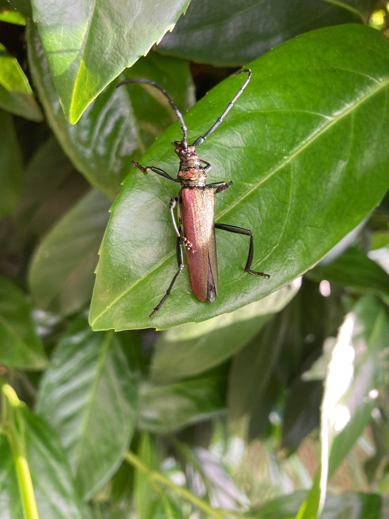 Moschusbock — Bild 3