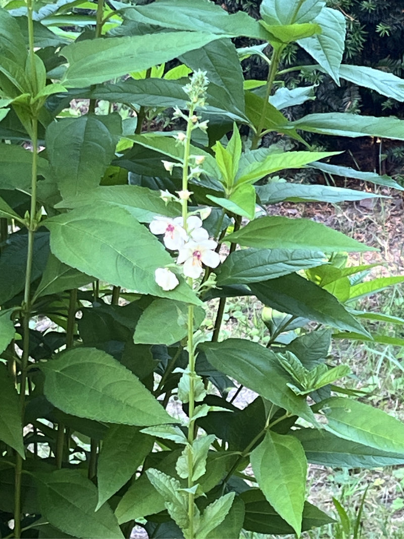 Mot Mullein — Bild 1