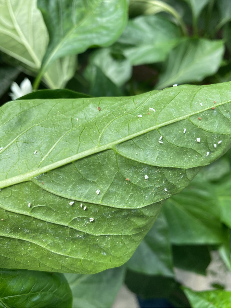 Talrijke kleine witte insecten zitten op de onderkant van een groen blad. Dit zijn witte vliegen die rusten op het plantenoppervlak.