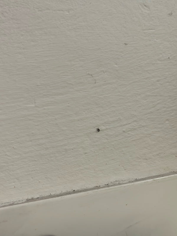 Een heel klein kevertje zit op een lichte, gestructureerde binnenmuur.