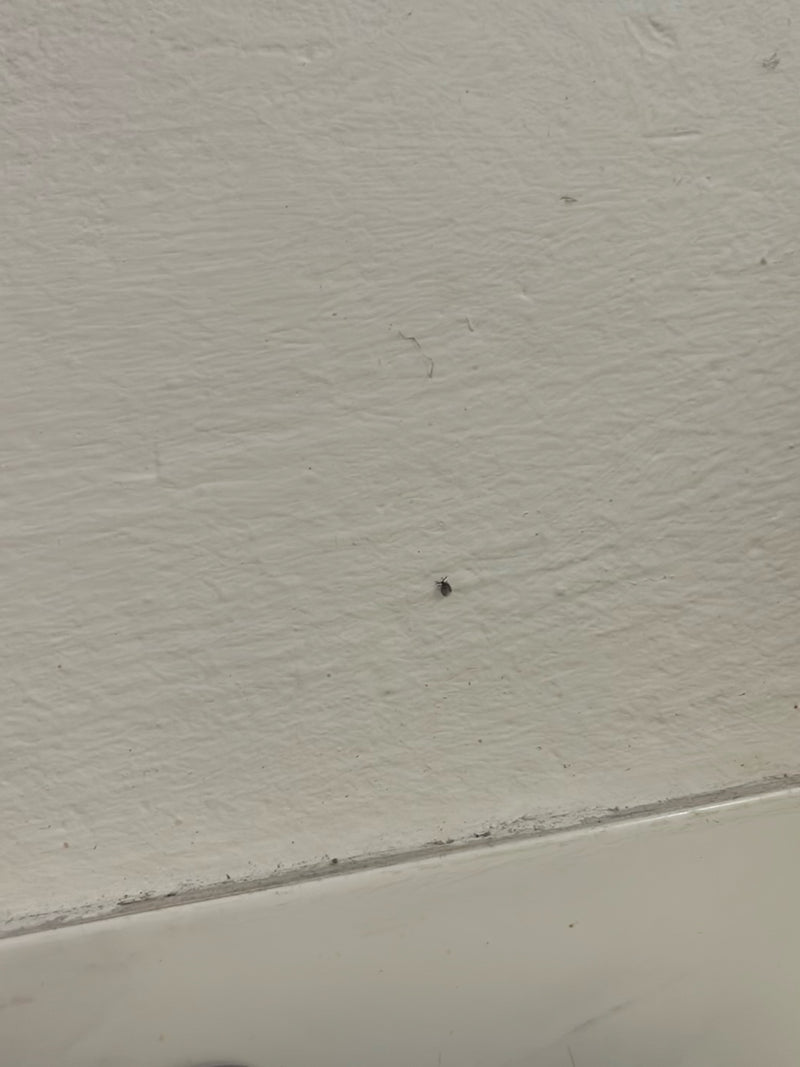 Een heel klein kevertje zit op een lichte, gestructureerde binnenmuur.