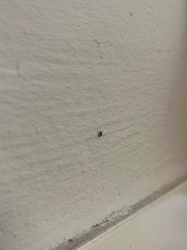 Een heel kleine spekkever zit op een lichte, gestructureerde muur. Het insect is alleen zichtbaar als een klein donker stipje.
