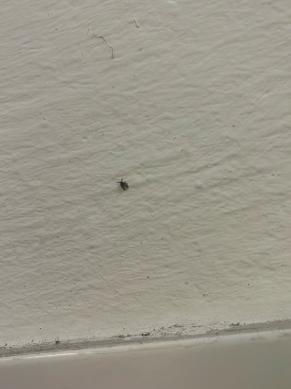 Een heel kleine museumkever zit op een lichte muur. Het insect is erg klein en nauwelijks herkenbaar.