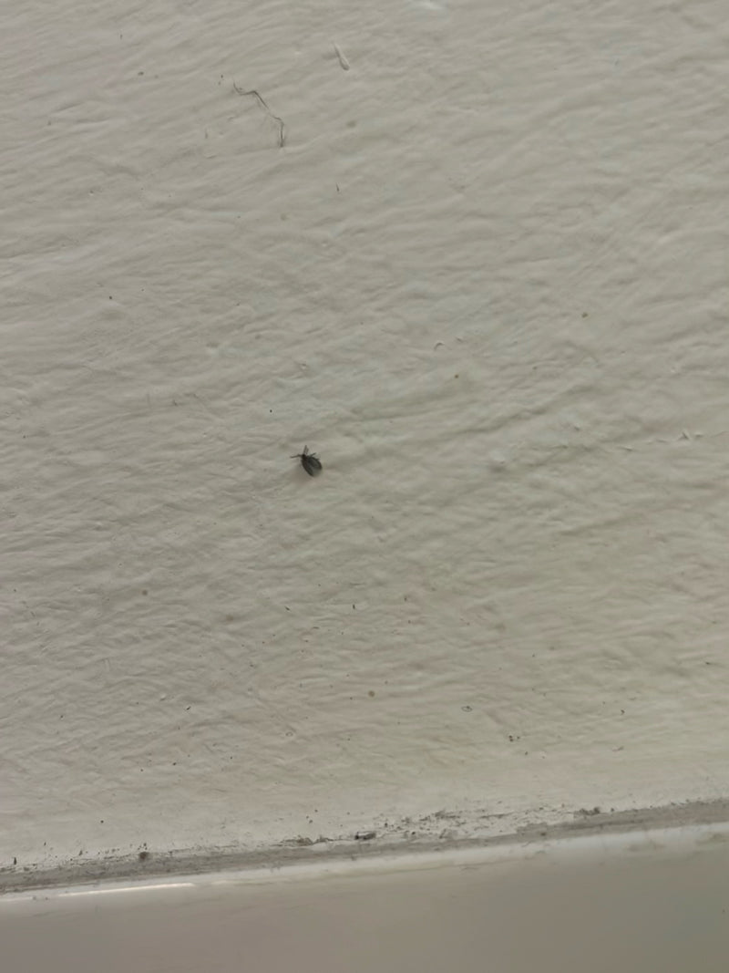 Een heel kleine museumkever zit op een lichte muur. Het insect is erg klein en nauwelijks herkenbaar.