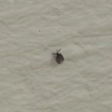 Een kleine spekkever zit op een lichte muur. Het insect is erg klein en wazig te zien.