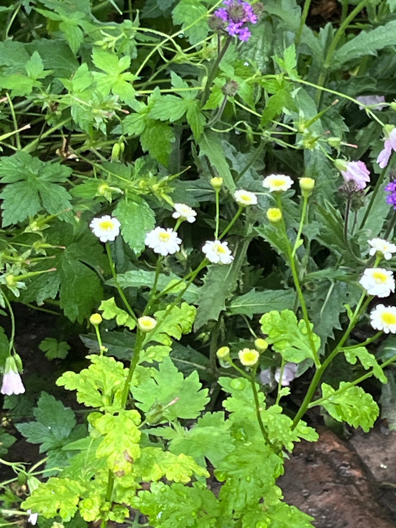 De afbeelding toont een bloeiende moederkruidplant met karakteristieke witte bloemhoofdjes en gelobde bladeren. De opname toont de plant in een natuurlijke o...