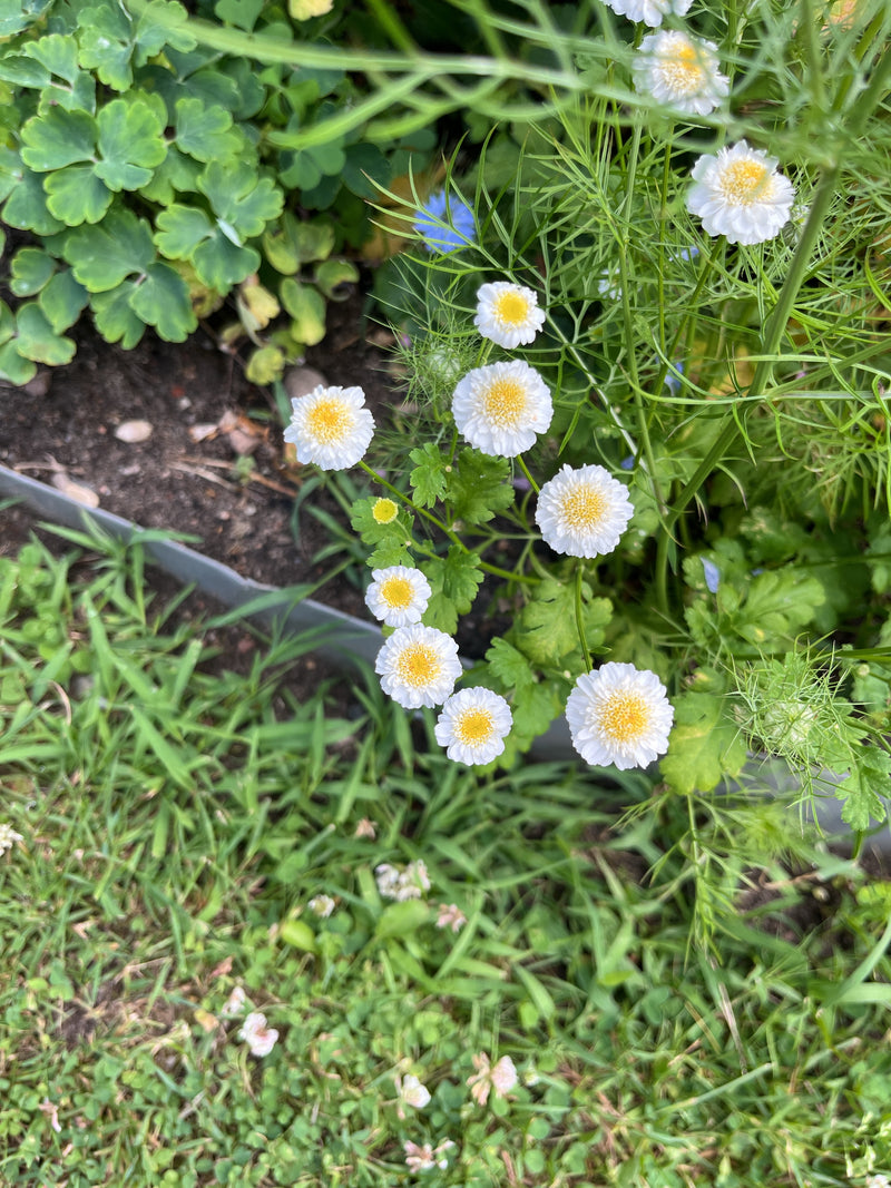 De afbeelding toont een moederkruidplant met talrijke kleine, wit-gelige hoofdjesbloemen en gelobde bladeren. Deze groeit in een tuibed nabij een gazonrand.