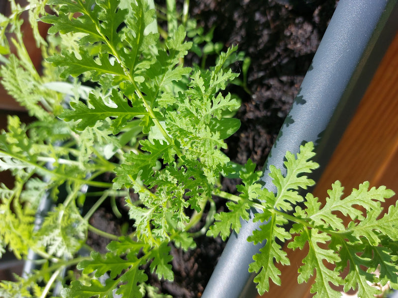 De kenmerkende geveerde groene bladeren van moederkruid zijn zichtbaar in een plantenbak. De foto toont de plant van bovenaf in een natuurlijke omgeving.