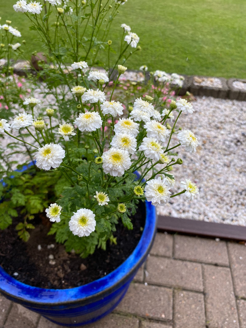 Er is een bloeiende moederkruidplant met talrijke witte bloemhoofdjes te zien. Deze staat in een blauwe bloembak op een stenen terras.
