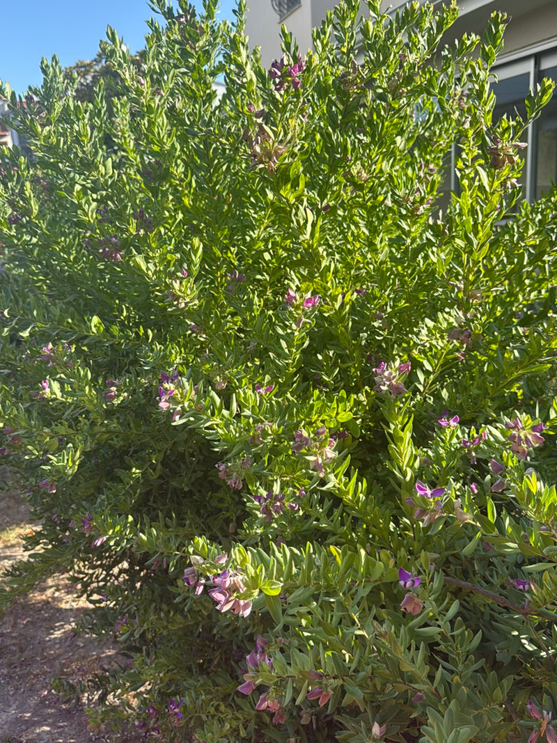 Mirte kruisbloem — Bild 1