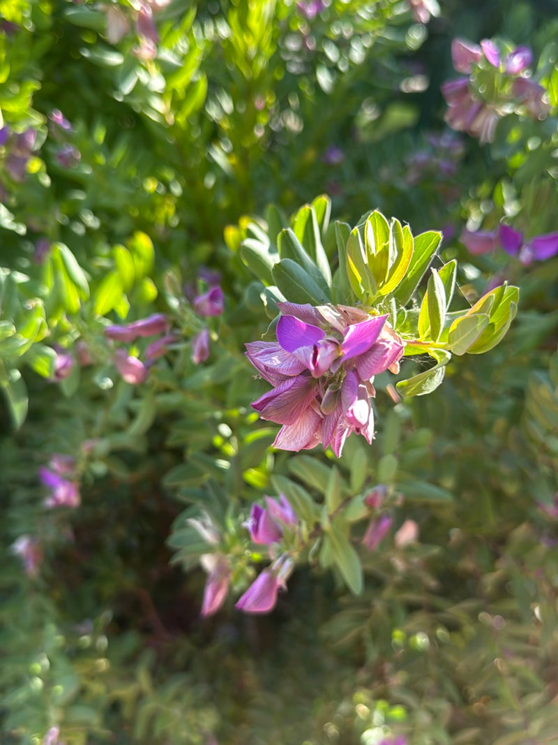 Mirte kruisbloem — Bild 3
