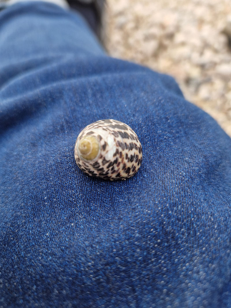 Nabel-Kreiselschnecke — foto 1 van 1