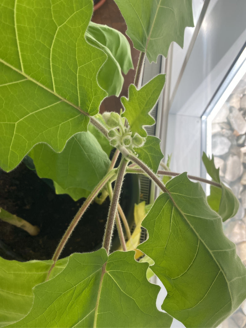Een luloplant (Solanum quitoense) in een pot, met zacht behaarde stengels, grote gelobde bladeren en jonge bloemknoppen.