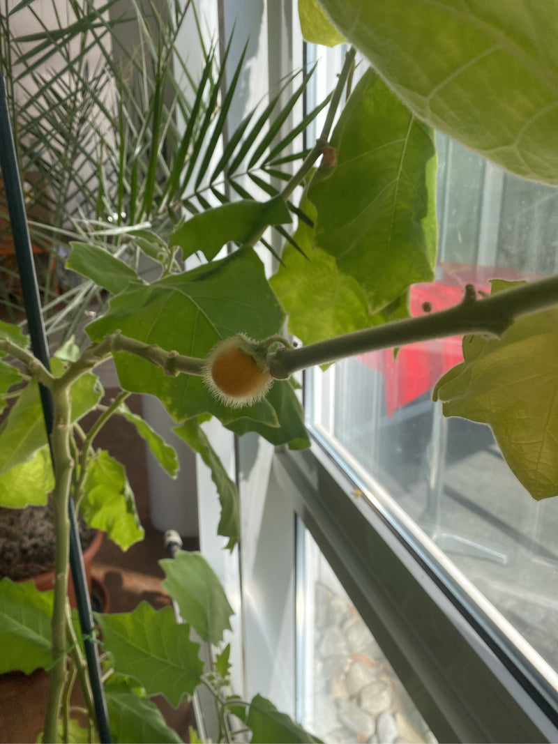 Een lulo-plant met een kenmerkend harige, oranje vrucht die groeit bij een licht raam.