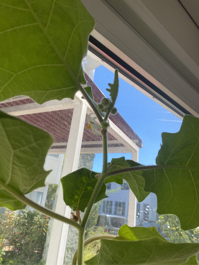 Een lulo-plant met grote, fluweelachtige bladeren staat bij een raam en vormt knoppen en een bloem.