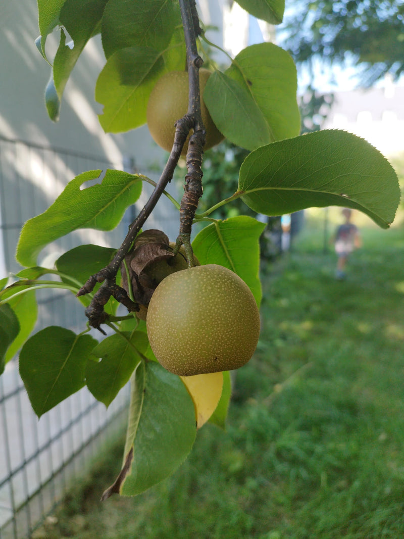 De afbeelding toont rijp nashi-fruit hangend aan een tak met groene bladeren. De opname is van dichtbij gemaakt in de buitenlucht.