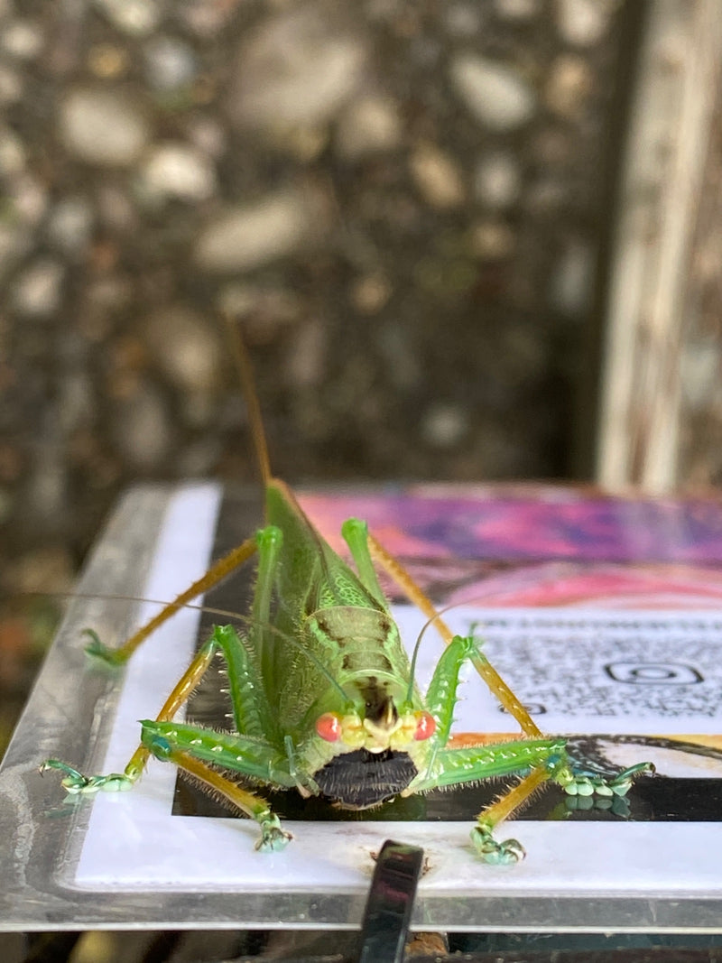 Nashorn-Heuschrecke (Gattung Copiphora) — Bild 1