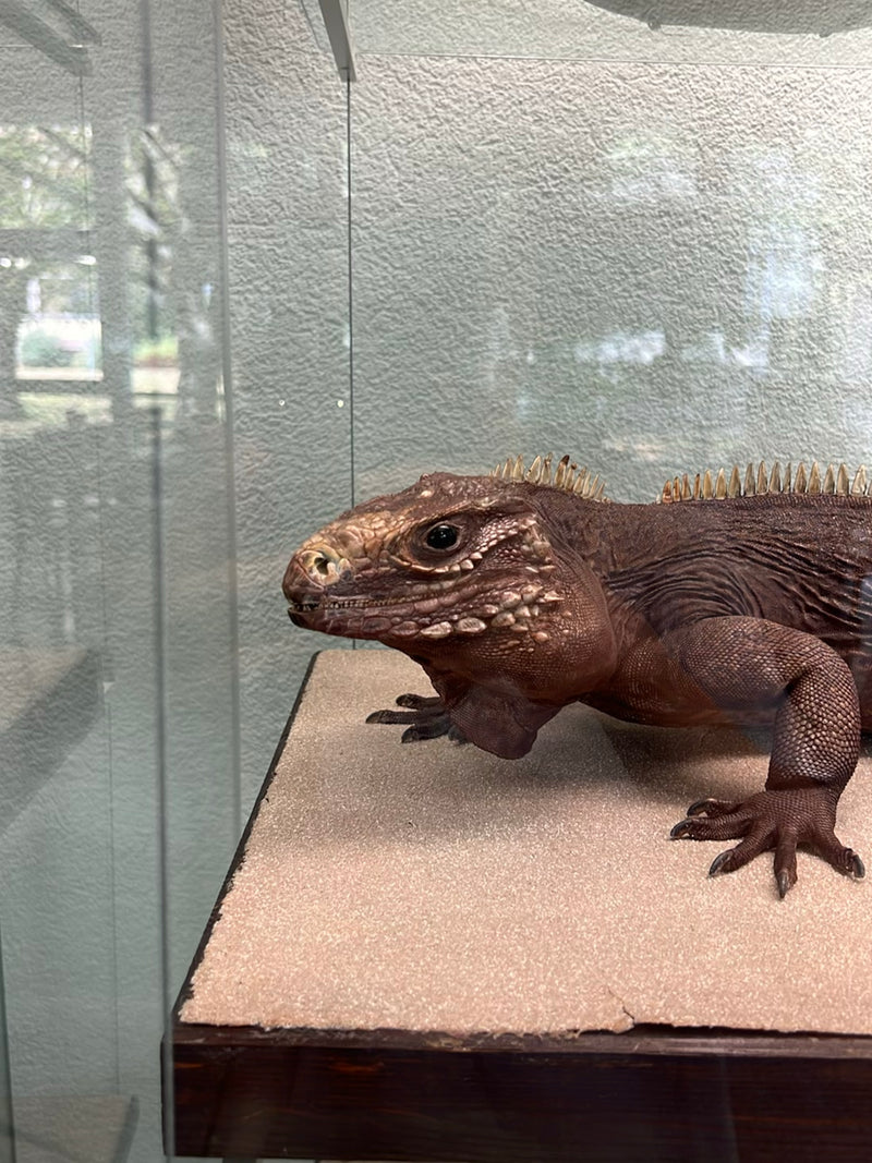 Nashornleguan — foto 1 van 1