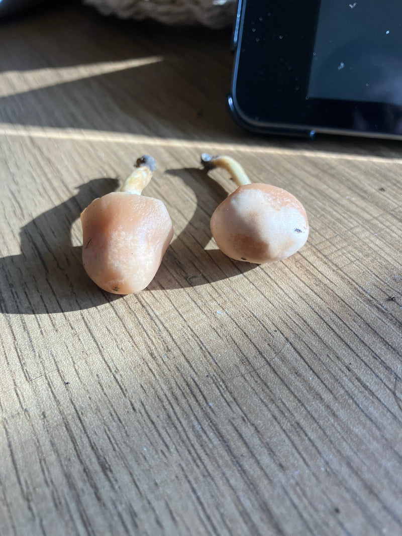 Anjerfraude — Bild 3